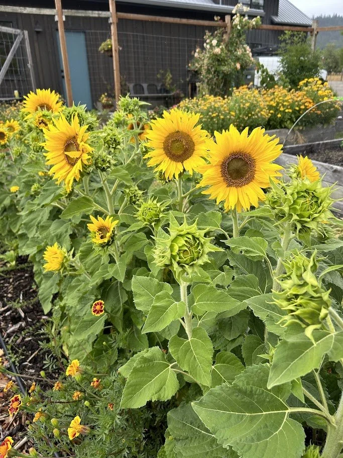Sunflower Seeds 'Carousel' — Decker Rd. Seeds
